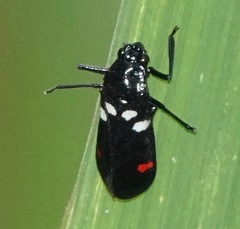 Callitettix versicolor