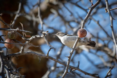 Anthreptes orientalis