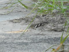 Dendronanthus indicus