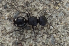 Ephutomorpha macracantha