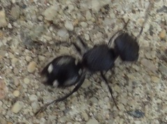 Ephutomorpha macracantha