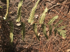 Anchistea virginica image