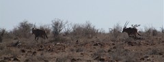 Oryx beisa callotis