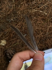Sylvia atricapilla atricapilla