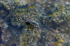 Myriochila undulata