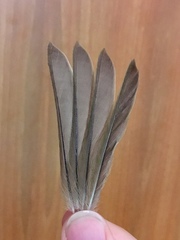 Sylvia atricapilla atricapilla