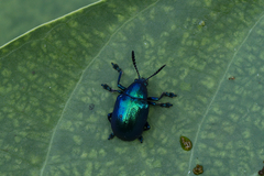 Platycorynus peregrinus