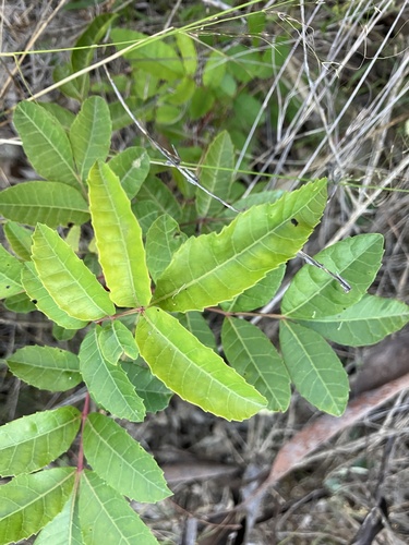 Schinus terebinthifolia iNat (1)