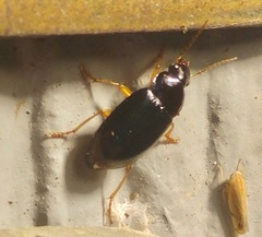Notiobia