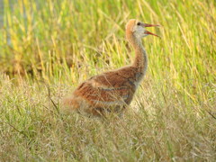 Grus canadensis image