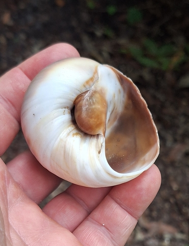 Shark Eye, Camden County, GA, USA, photo 8 of 10