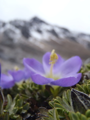 Nototriche phyllanthos