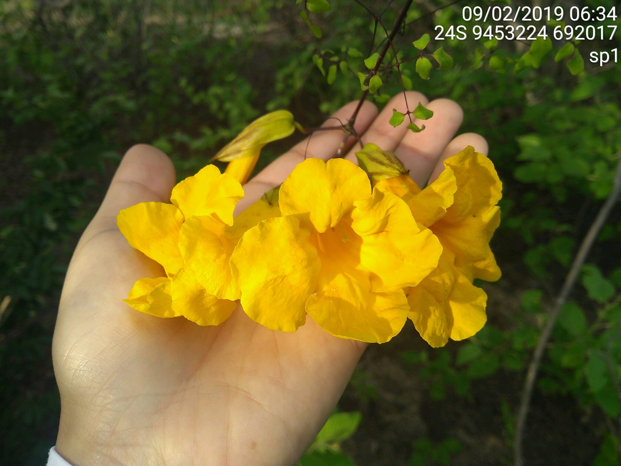 Adenocalymma candolleanum