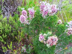 Paranomus abrotanifolius