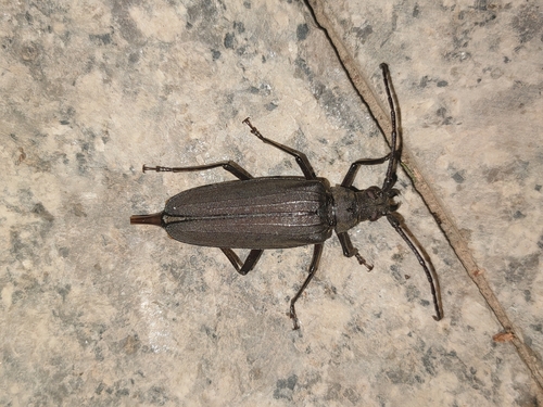 Thin-winged Longicorn Beetle