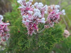 Paranomus abrotanifolius