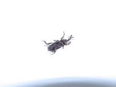 Metamasius hemipterus