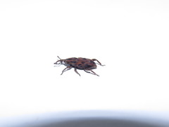 Metamasius hemipterus