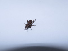 Metamasius hemipterus