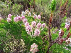 Paranomus abrotanifolius