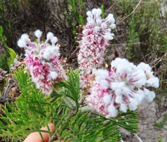 Paranomus abrotanifolius