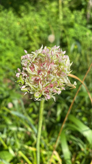 Allium sativum