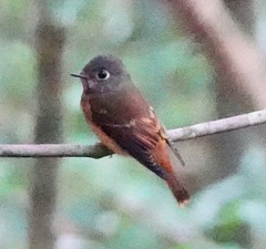 Muscicapa ferruginea