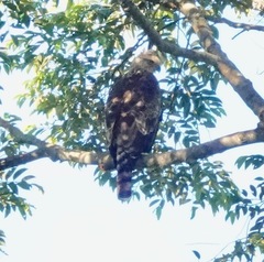 Nisaetus nipalensis