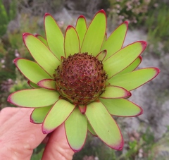 Leucadendron elimense elimense
