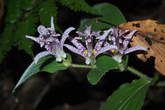 Tricyrtis hirta