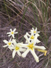 Moraea britteniae