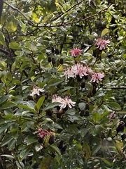Barnadesia spinosa, photograph (c) Nicolás Baresch Uribe, some rights reserved (CC BY)