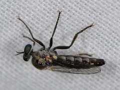 Sintoria