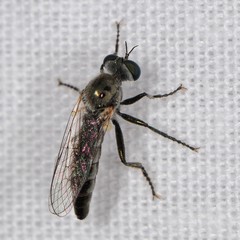 Sintoria