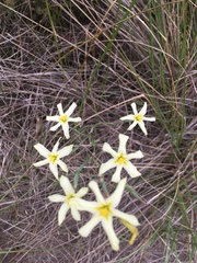 Moraea britteniae