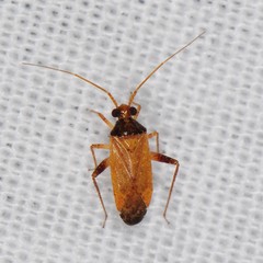 Phytocoris ramosus