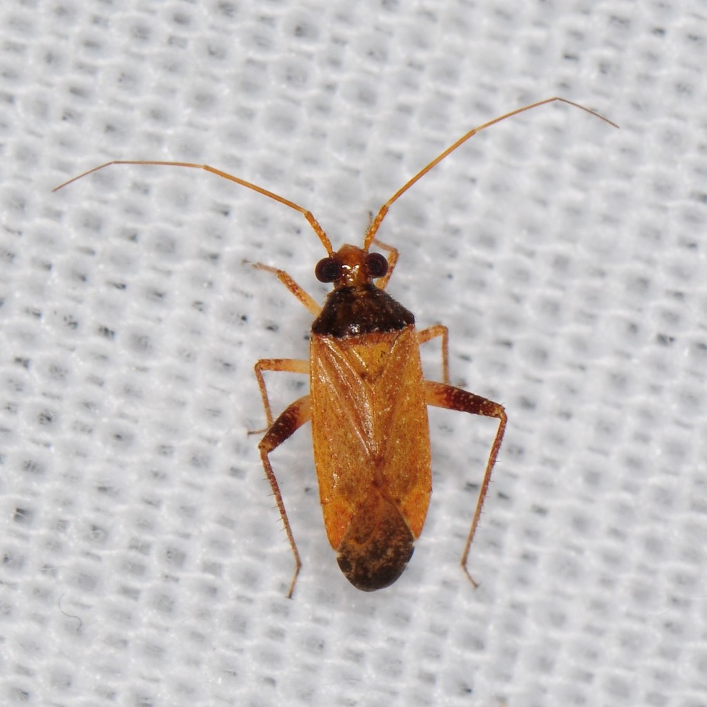 Creosote Plant Bug from Virgin River Canyon Campground, Mohave County ...