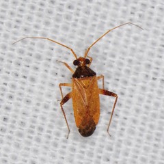 Phytocoris ramosus