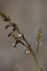Eulophia cochlearis