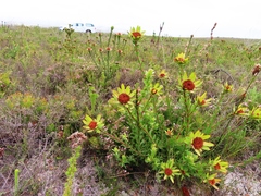 Leucadendron elimense elimense