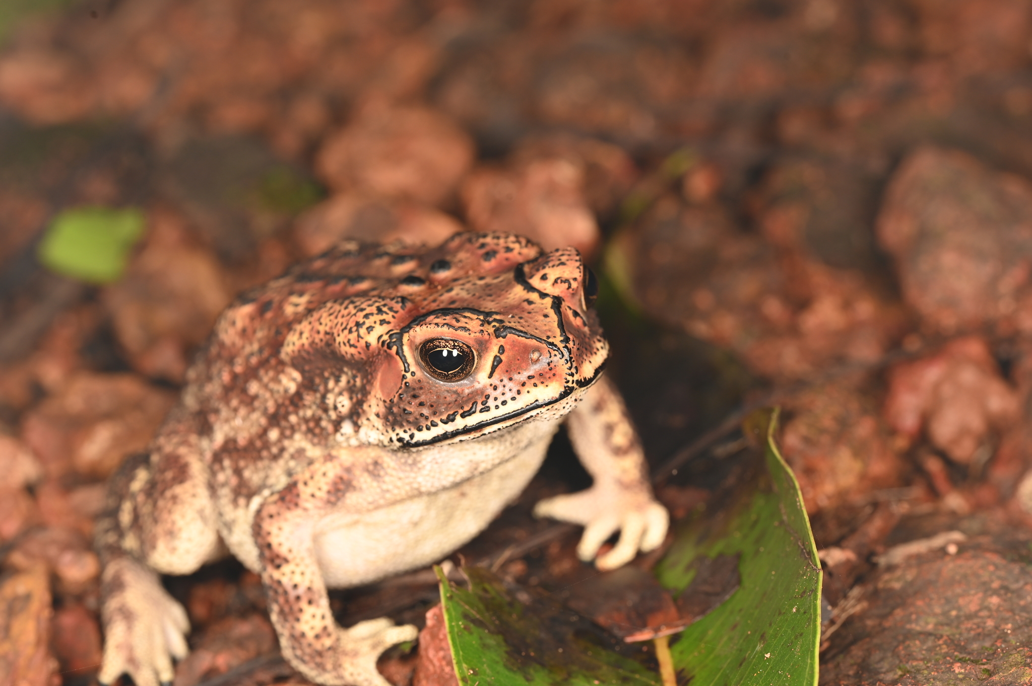 Indian Common True Toad