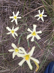 Moraea britteniae