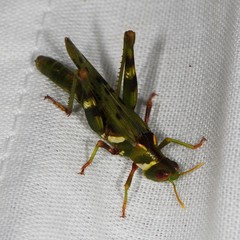 Bootettix argentatus