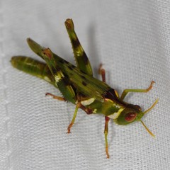 Bootettix argentatus