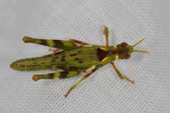 Bootettix argentatus