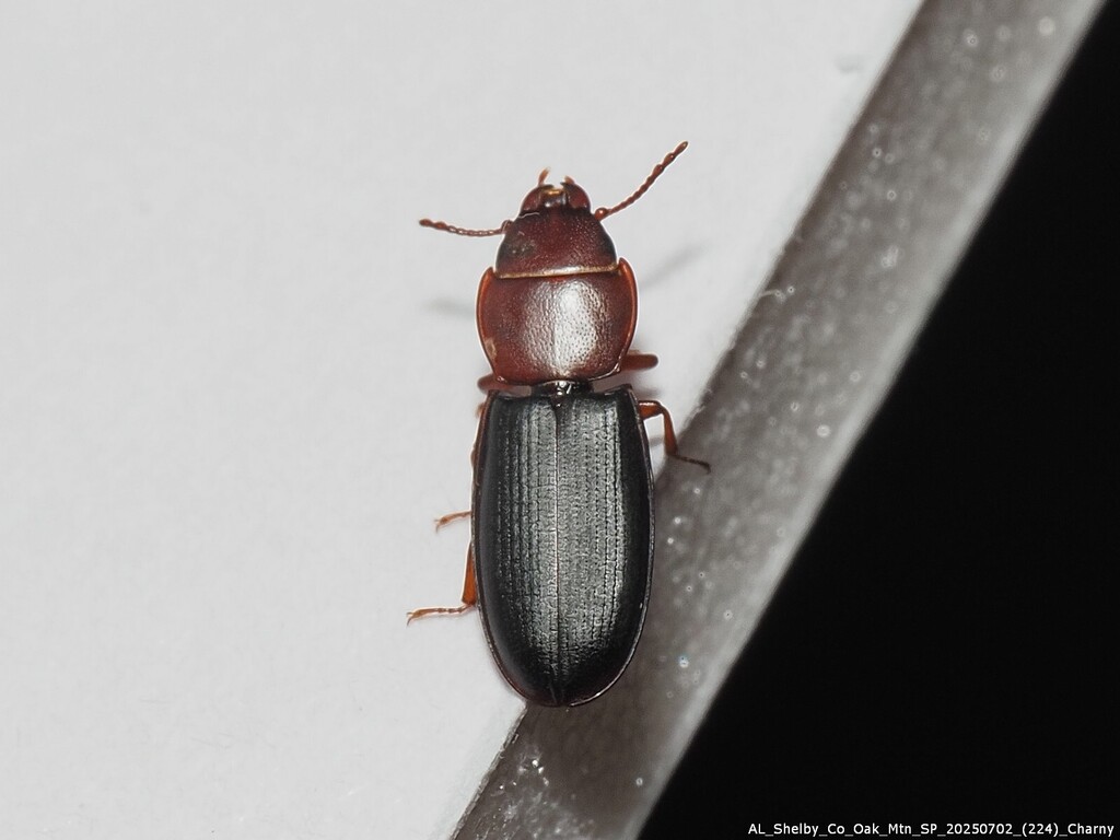 Tenebroides collaris