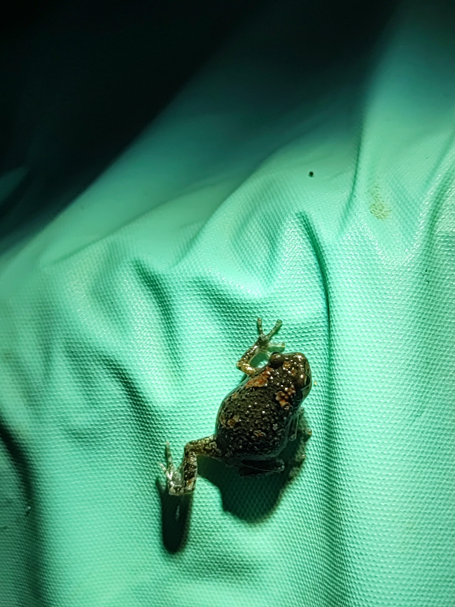 Painted Balloon Frog