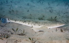 Platycephalus fuscus