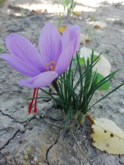Crocus sativus
