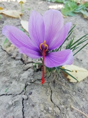 Crocus sativus